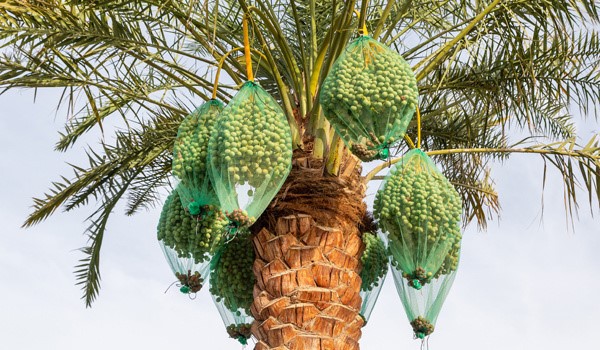 date palm net bag date palm net bag